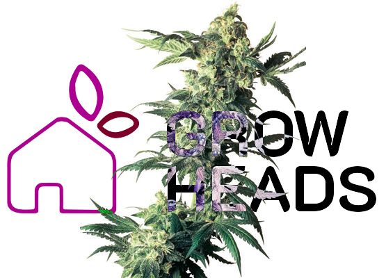 Sensi Seeds Northern Lights (5)