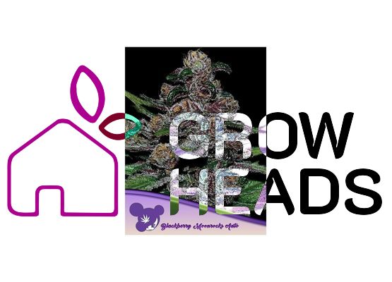 Anesia Seeds Blackberry Moonrocks Auto (3)