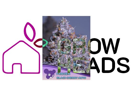 Anesia Seeds Frozen Black Cherry Auto (3)