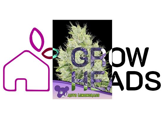 Anesia Seeds Lemongrass Auto (3)