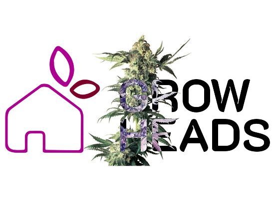 Sensi Seeds Northern Lights Reg. (10)