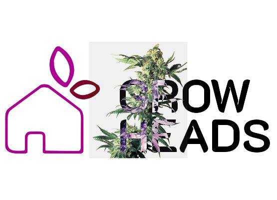 Sensi Seeds Northern Lights (3)