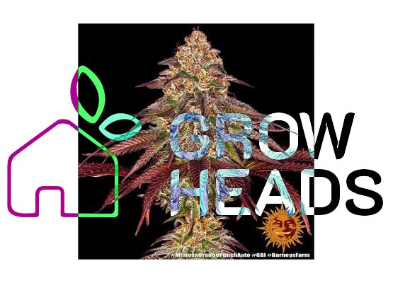 Barney’s Farm Mimosa x Orange Punch Auto (3)