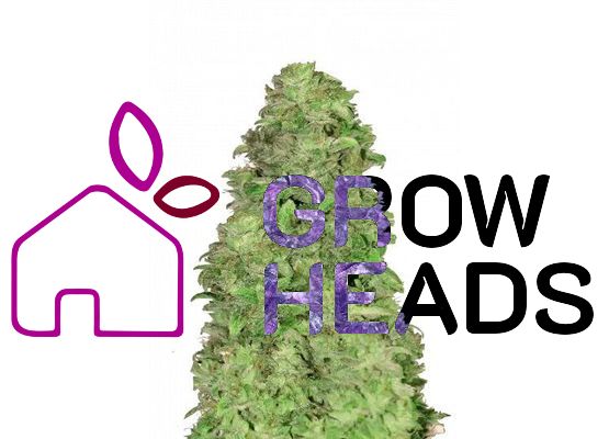 420FastBuds CBD 20:1 Auto (1)