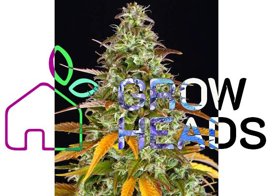Barney’s Farm Watermelon Zkittlez Auto (1)