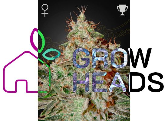 Green House Seeds Lemon Skunk (5)