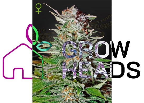 Green House Seeds Super Lemon Haze Auto (3)