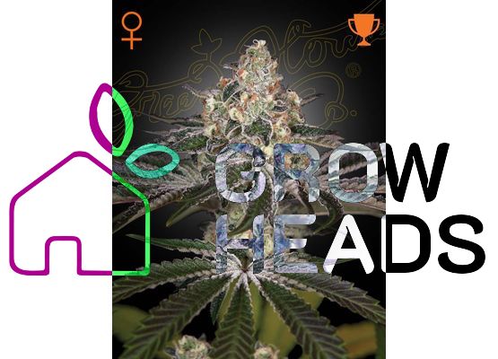 Green House Seeds Green House White Widow (10)