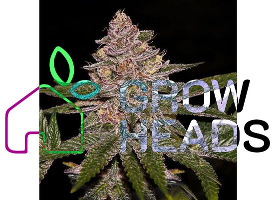 Ripper Seeds Radical Juice (5)