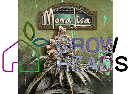 T.H. Seeds Mona Lisa Fem. 6 Stück