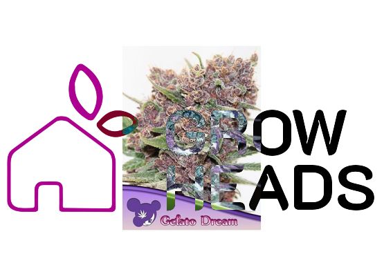 Anesia Seeds Gelato Dream (3)
