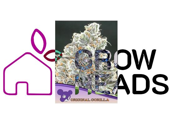Anesia Seeds Original Gorilla #4 (3)