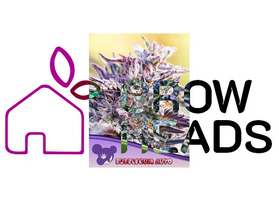 Anesia Seeds Bubblegum Auto (3)