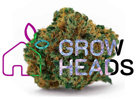 Growheads Grapefruit (1)