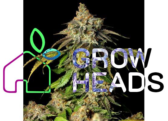 Growheads Bruce Banner Auto (1)