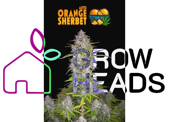420FastBuds Bulk Orange Sherbet Auto (1)