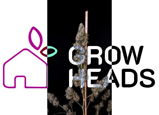 420FastBuds Bulk Original Cheese Auto (1)