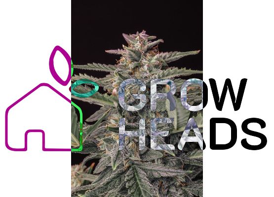 420FastBuds Bulk Original White Widow Auto (1)