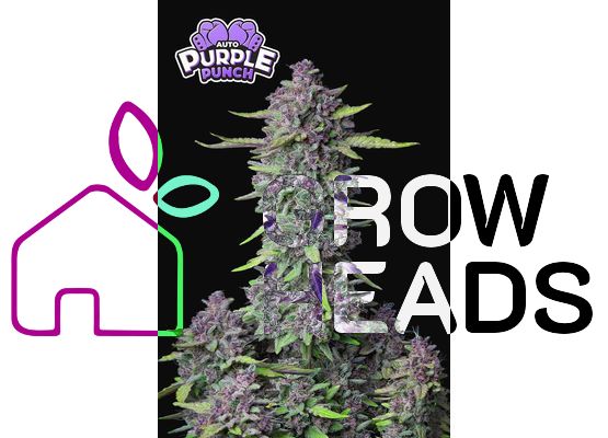 420FastBuds Purple Punch Auto (1)