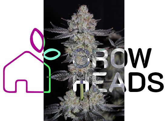 420FastBuds Tropicana Cookies FastFlower (1)