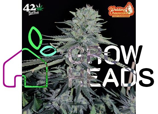 420FastBuds Bulk Wedding Cheesecake FastFlower (1)