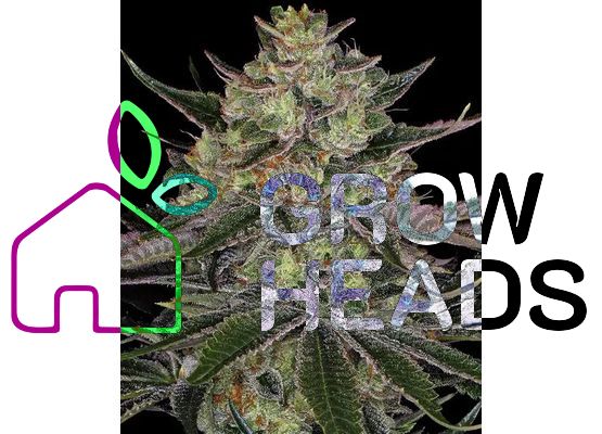 Barney’s Farm Gorilla Zkittlez (3)