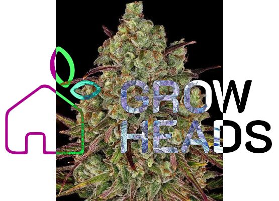 Barney’s Farm Tangerine Dream (3)