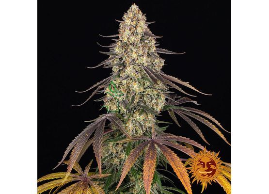 Barney’s Farm Kush Mintz (3)