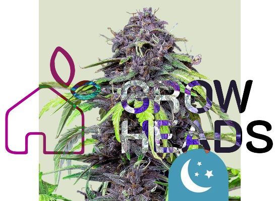 Royal Queen Seeds Purplematic CBD (5)