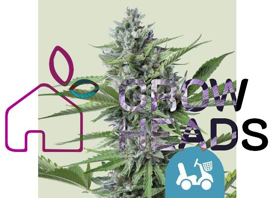 Royal Queen Seeds Fast Eddy Auto CBD (3)
