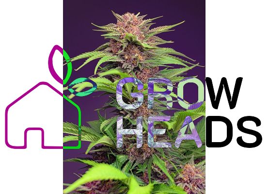 Sweet Seeds Red Mimosa XL (3) Auto