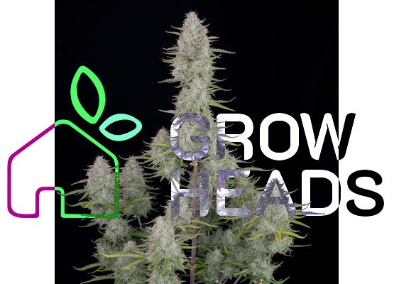 420FastBuds Wedding Cheesecake Auto (3)