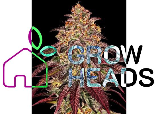 Barney’s Farm Mimosa x Orange Punch Auto (3)