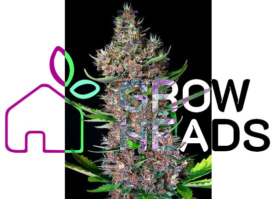 Sweet Seeds Red Poison Auto (3)