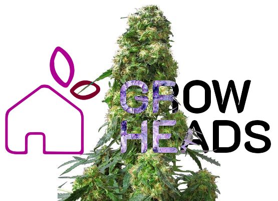 Sensi Seeds Early Skunk (3)