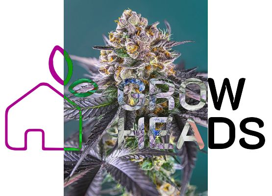 Sweet Seeds Red Strawberry Banana auto (3+1)