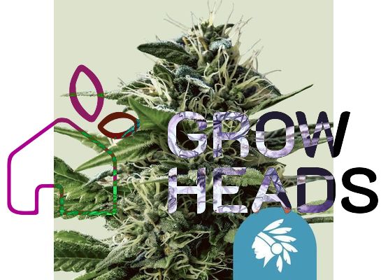 Royal Queen Seeds Tatanka Pure CBD (3)