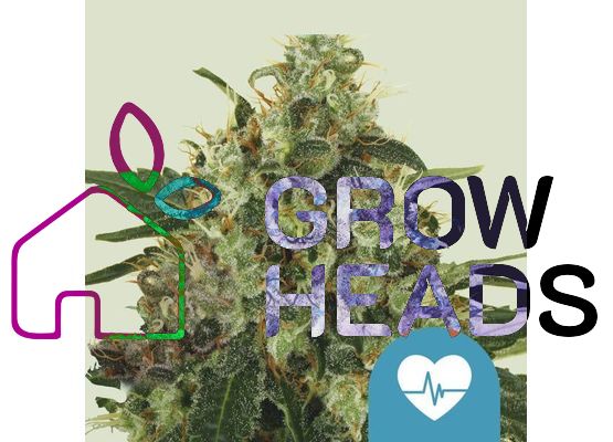 Royal Queen Seeds Medical Mass CBD (5)