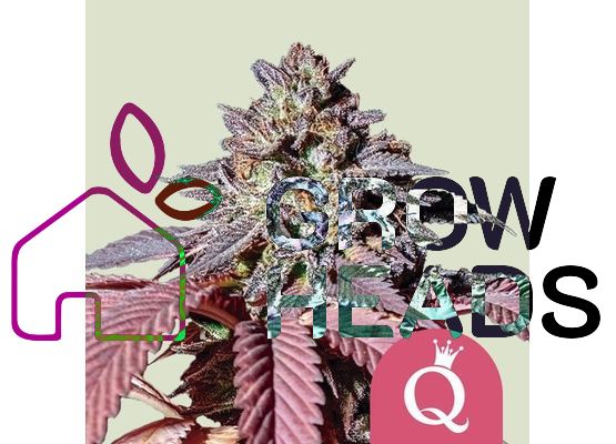 Royal Queen Seeds Purple Queen (5)