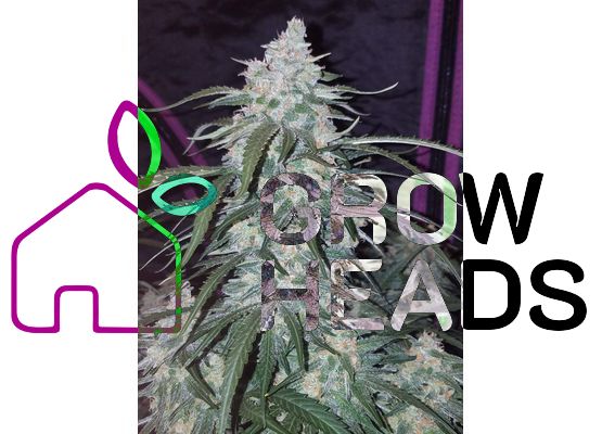 420FastBuds Pineapple Express (10)