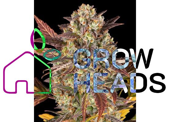 Barney’s Farm Amnesia Haze Auto (5)