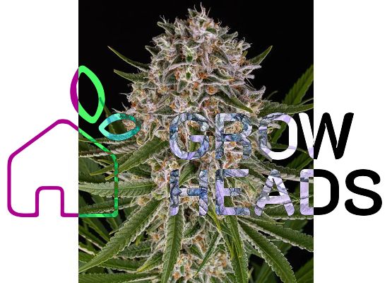 Barney's Farm Lemon Haze Auto (5)