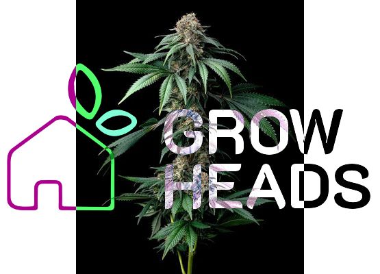 Barney’s Farm Mendo Breath (3)