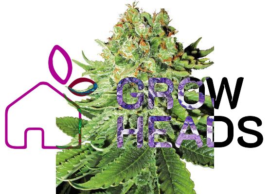 Sensi Seeds Northern Lights Auto (3)