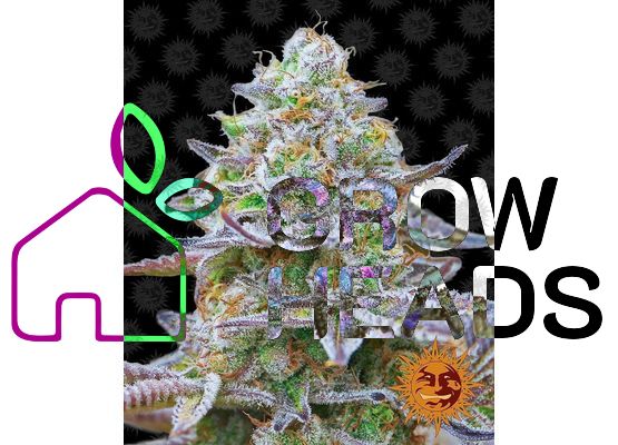 Barney’s Farm Gorilla Skittles (10)