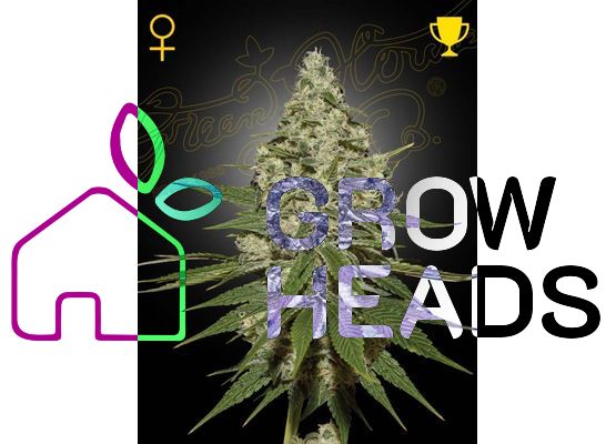 Green House Seeds Super Lemon Haze (1)
