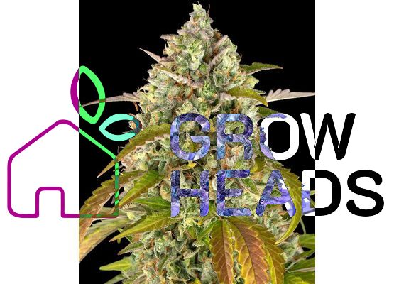 Barney’s Farm Pineapple Express Auto (5)