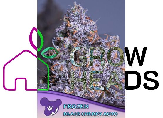 Anesia Seeds Frozen Black Cherry Auto (10)
