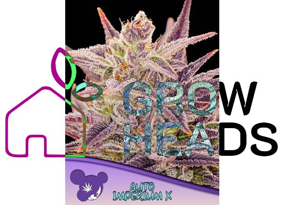 Anesia Seeds Imperium X  Auto (10)