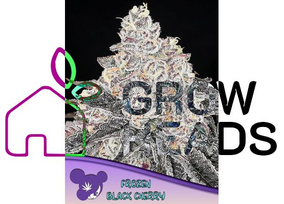 Anesia Seeds Frozen Black Cherry (10)